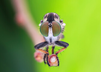 close up of a mini robberfly