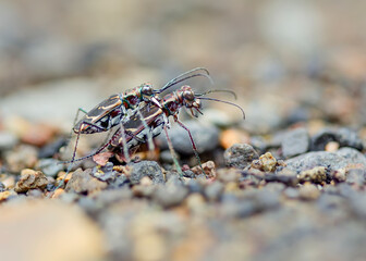 Mating of tiger beetle on the sand