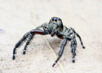 Hyllus diardi male