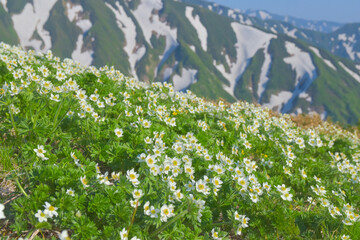 飯豊連峰のハクサンイチゲ