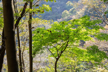 Green maple leaves in Fujisawa, Japan.