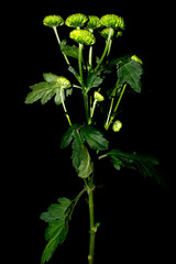 plant isolated on black