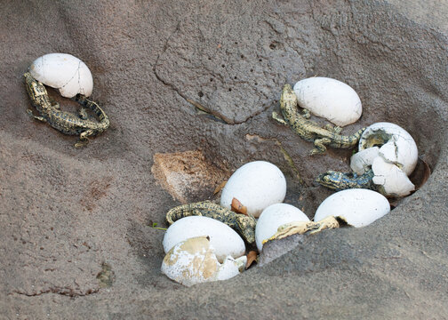 Baby alligators are in process of hatching from their broken eggshells in brown sand.