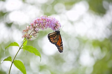 butterfly on flower