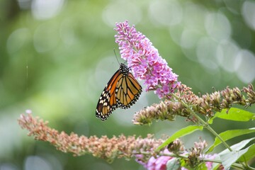 butterfly on flower