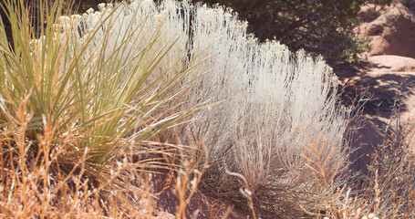 Close up of dry desert plants