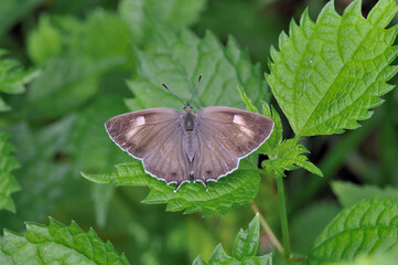 エゾミドリシジミの雌（北海道・知床）

