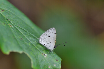 タイワンクロボシシジミ（沖縄県・石垣島）
