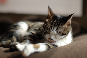 Portrait of brown tabby kitten