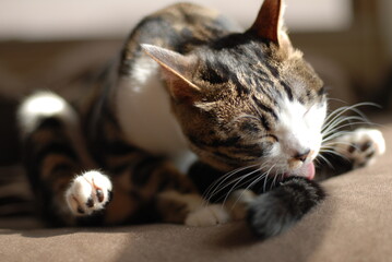 Portrait of brown tabby kitten