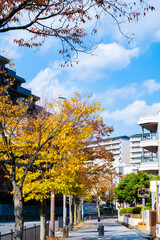 Naklejka premium 街中に紅葉のある風景