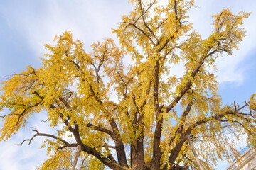 Autumn landscape of Hanyang tree park in Wuhan, Hubei