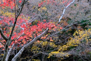 紅葉