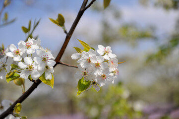 The pear trees on the hillside are full of white pear flowers