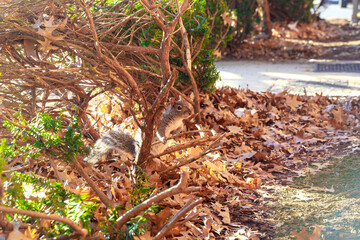 Gray squirrel sitting on the bush and looking.