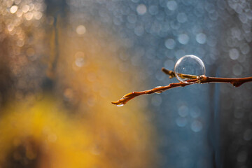 soap bubble on a tree branch, background blurred, drops, rain