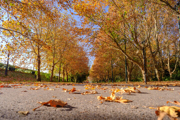 Hubei Wuhan East Lake Scenic Area Late Autumn Scenery