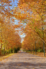 Hubei Wuhan East Lake Scenic Area Late Autumn Scenery