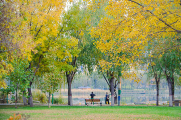 Autumn park landscape of waterfront city in autumn