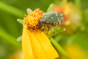 An insect that lives on yellow flowers