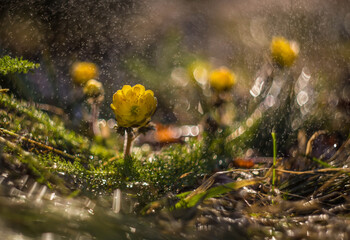 spring flowers in raindrops bloomed at dawn