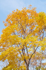 Hubei Wuhan East Lake Scenic Area Late Autumn Scenery