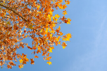 Hubei Wuhan East Lake Scenic Area Late Autumn Scenery