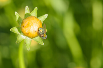 Insects that live on yellow flowers -- bees, wasps