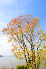 Hubei Wuhan East Lake Scenic Area Late Autumn Scenery