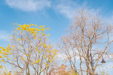 Fototapeta premium Hubei Wuhan East Lake Scenic Area Late Autumn Scenery