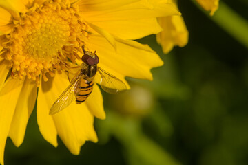 Insects that live on yellow flowers -- bees, wasps