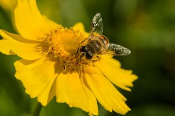 Insects that live on yellow flowers -- bees, wasps