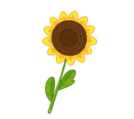 Sunflower with green leaves isolated on white background vector illustration. Cute floral print.