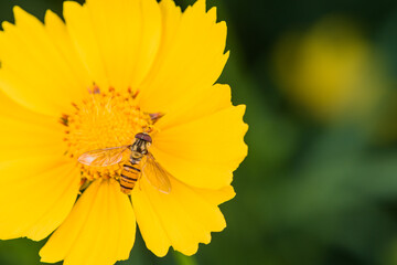Aphid flies and bees forage for honey on flowers