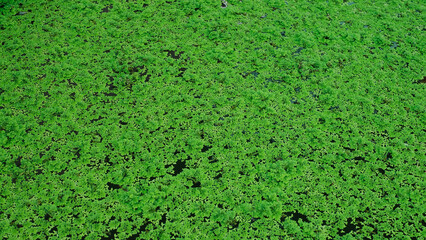 Azolla, mosquito fern, duckweed fern, fairy moss, water fern