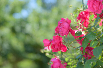 Close-up of roses blooming in summer