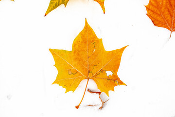 Red leaves in the snow