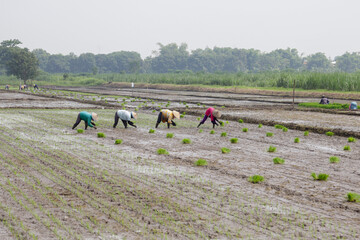 Farmers prepare rice seeds in the fields