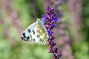 Butterflies flutter over the pretty blue sage in the city park