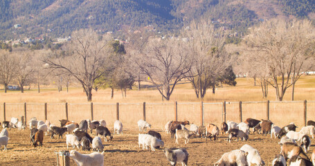 A herd of goats grazing in a field