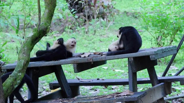 Capuchin monkey playing with each other in Costa Rica, Drake Bay rainforest.