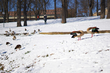 Group of ducks in the park covered with snow on a cold winter day