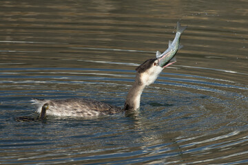 川の魚を食べるカンムリカイツブリ