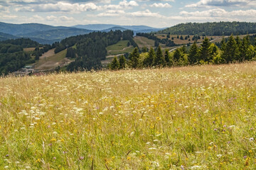 Mesmerizing landscape view with beautiful wildflowers and background with dense greenery