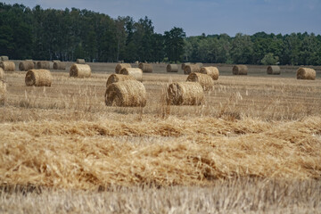Beautiful view of round hay bales in a field