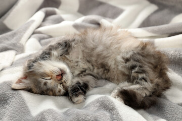 Cute kitten sleeping on soft blanket. Baby animal
