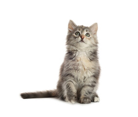 Cute fluffy kitten on white background. Baby animal