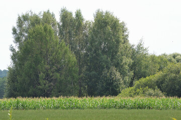 Obraz premium Freshly mowed meadow with rows of hay. Agricultural summer landscape