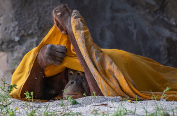 orangutans