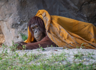 orangutans